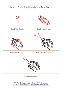 How to Draw a Realistic Cockroach