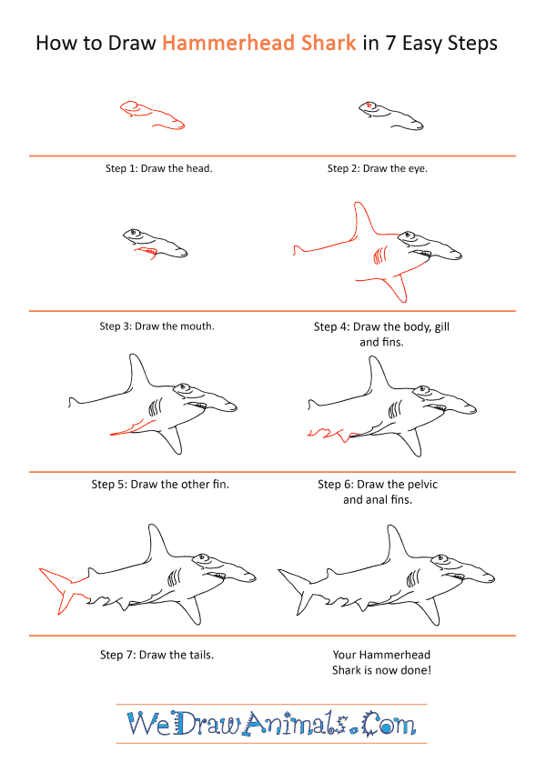 How To Draw A Hammerhead Shark Step By Step