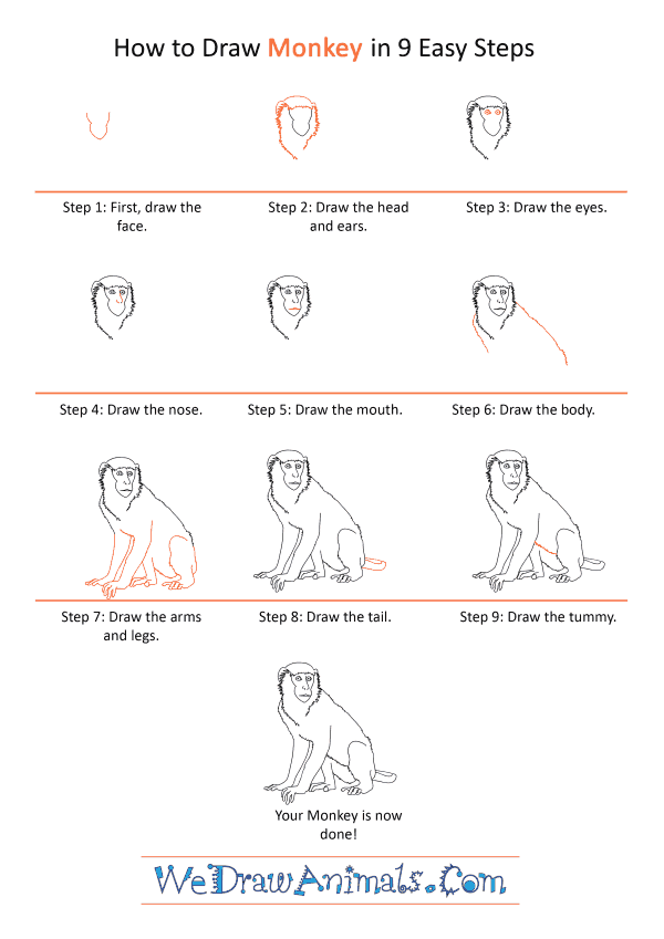 How to Draw a Realistic Monkey - Step-by-Step Tutorial