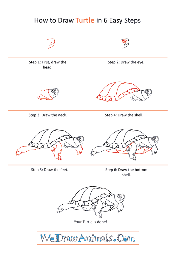 How to Draw a Realistic Turtle - Step-by-Step Tutorial