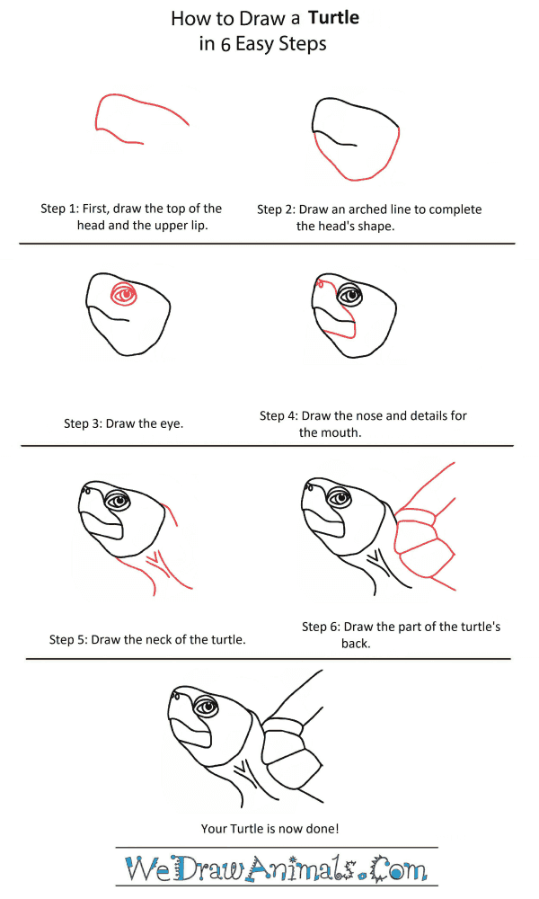 How to Draw a Turtle Head - Step-by-Step Tutorial